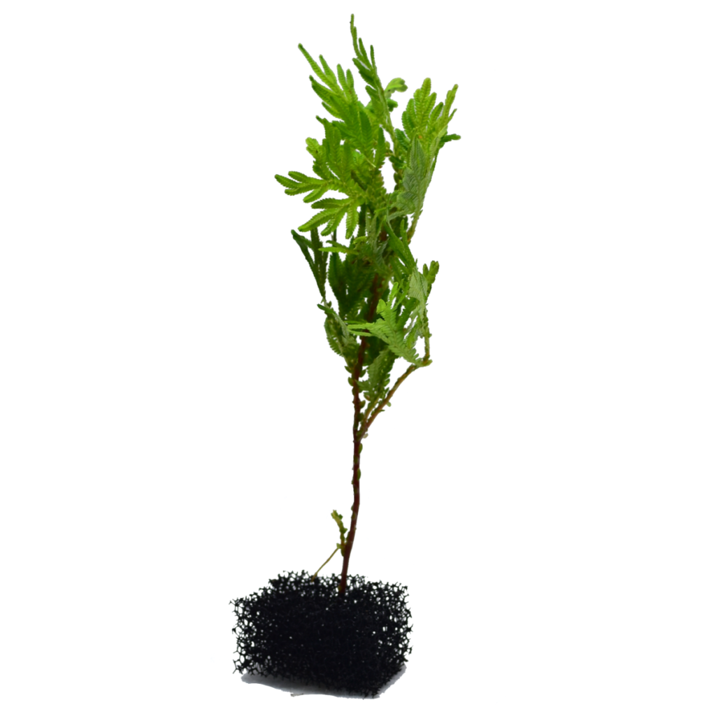 Selaginella willdenowii