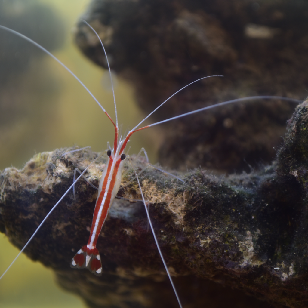 Zdjęcie pozycji Lysmata amboinensis L