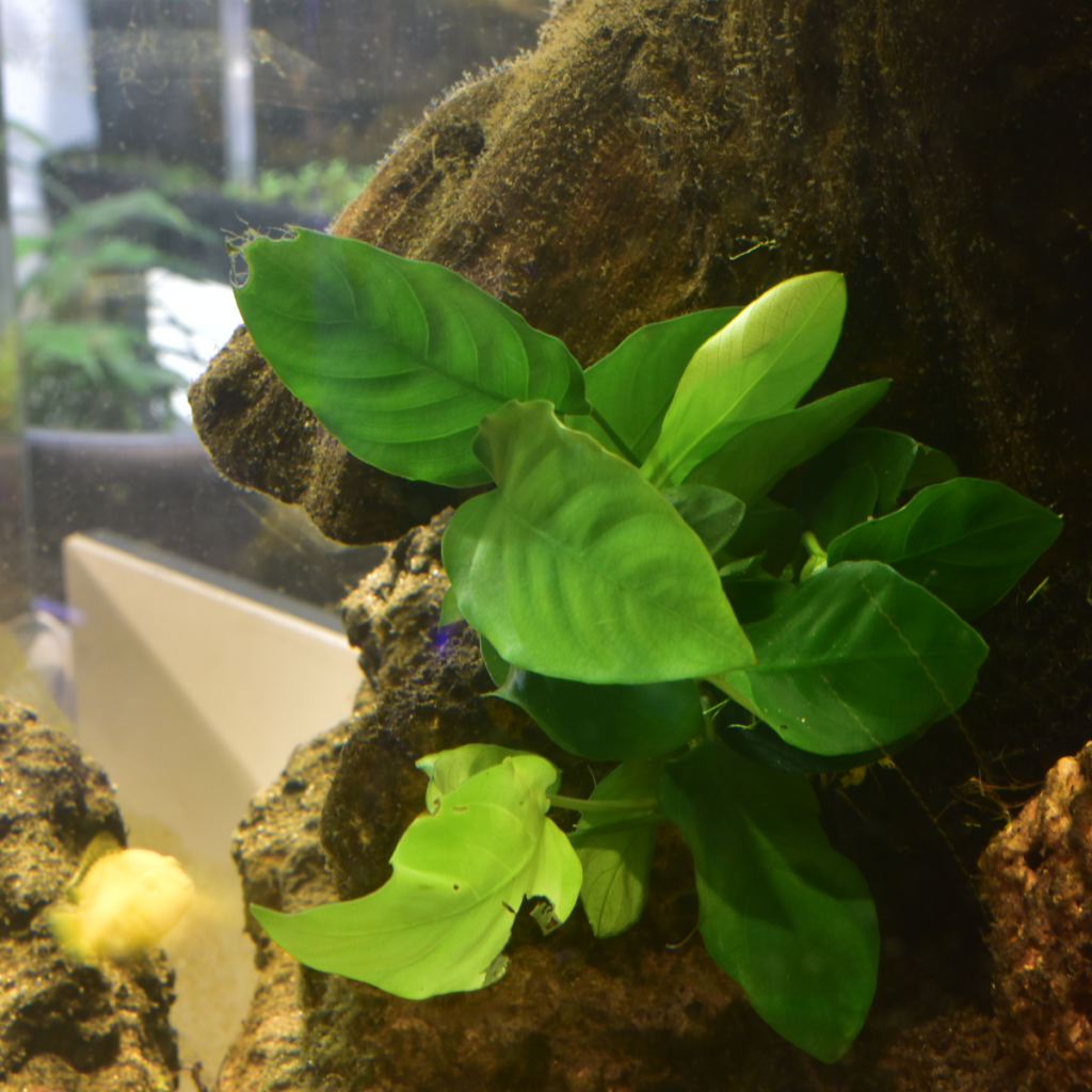 Zdjęcie pozycji Anubias barteri