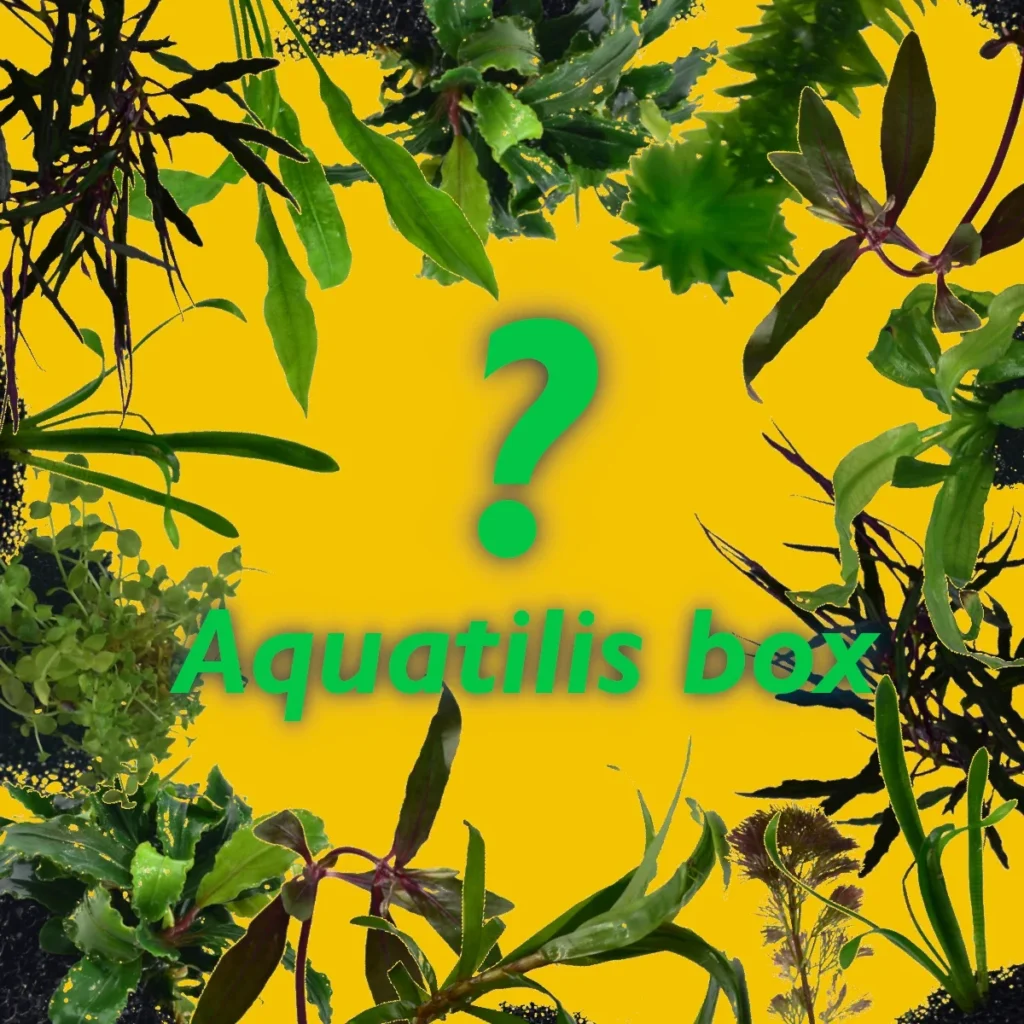 Zdjęcie pozycji Aquatilis box