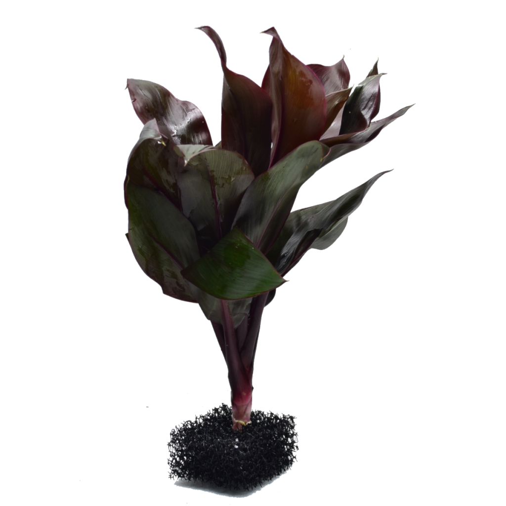 Cordyline compacta - bukiet