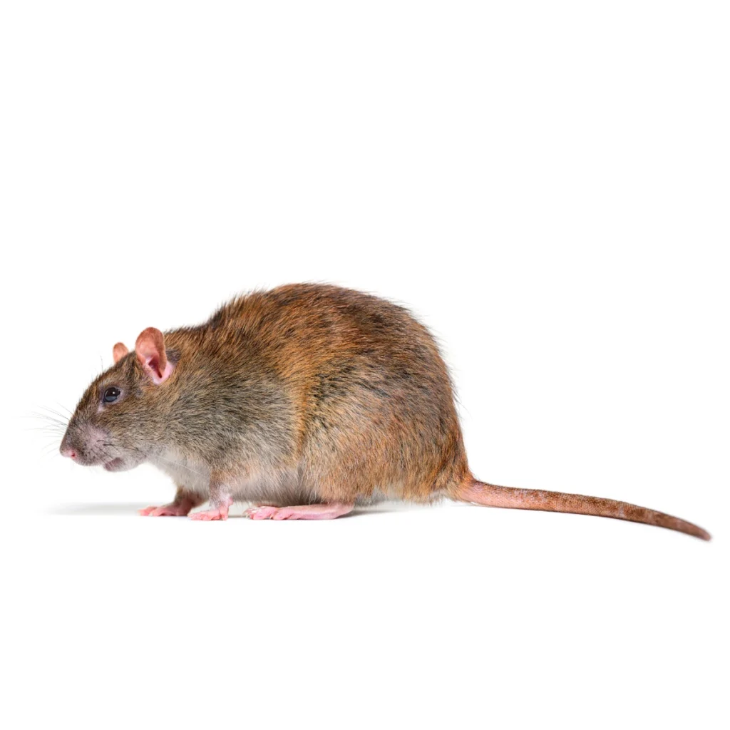 Szczur