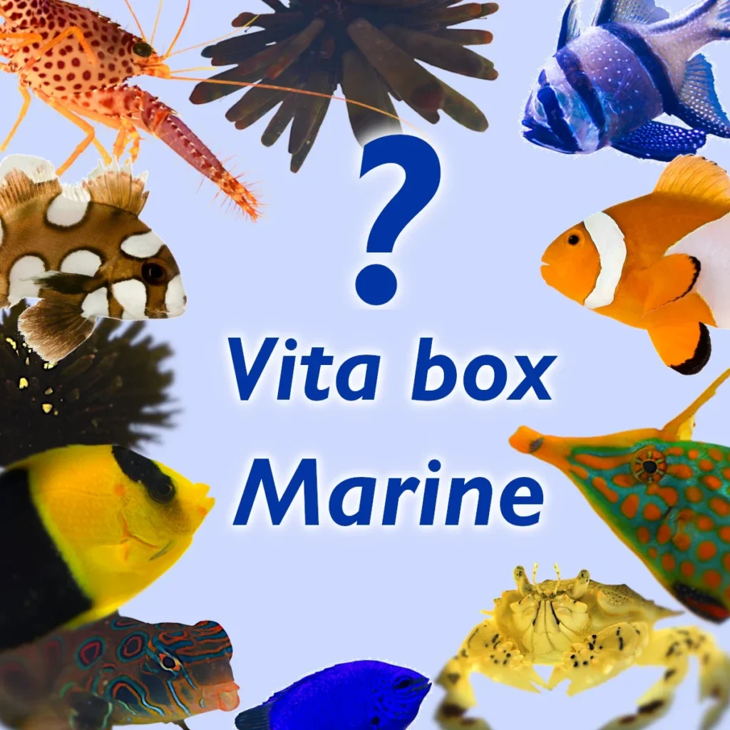 Zdjęcie pozycji Vita box - Marine - 250 ZŁ